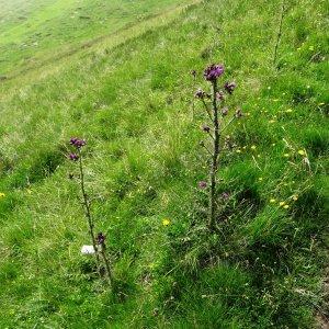 Photographie n°2260131 du taxon Cirsium palustre (L.) Scop. [1772]