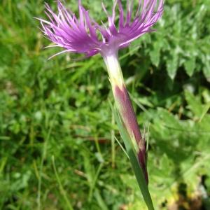 Photographie n°2260137 du taxon Dianthus hyssopifolius L. [1755]