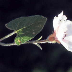 Photographie n°2260194 du taxon Convolvulus betonicifolius Mill. [1768]