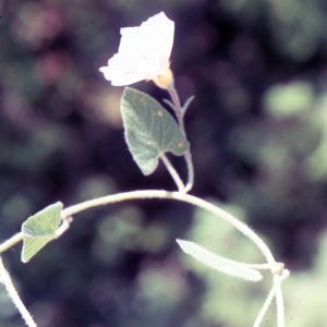 Photographie n°2260195 du taxon Convolvulus betonicifolius Mill. [1768]