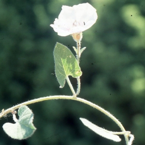 Photographie n°2260196 du taxon Convolvulus betonicifolius Mill. [1768]