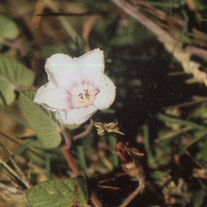  - Convolvulus betonicifolius Mill. [1768]