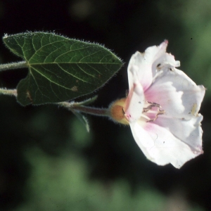  - Convolvulus betonicifolius Mill. [1768]