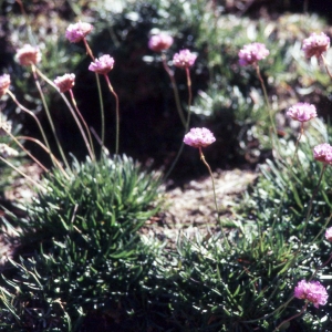 Photographie n°2260220 du taxon Armeria alpina Willd. [1809]