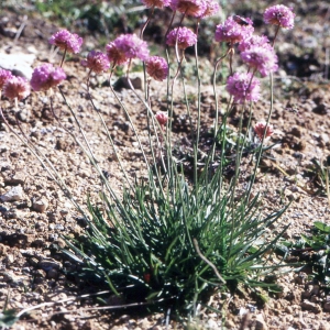 Photographie n°2260221 du taxon Armeria alpina Willd. [1809]