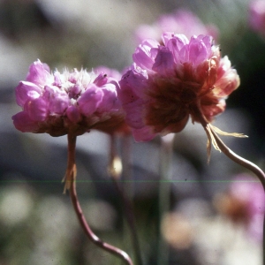 Photographie n°2260223 du taxon Armeria alpina Willd. [1809]