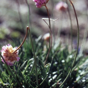 Photographie n°2260225 du taxon Armeria alpina Willd. [1809]