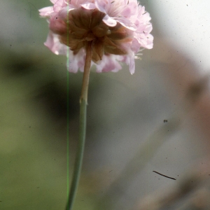 Photographie n°2260226 du taxon Armeria alpina Willd. [1809]