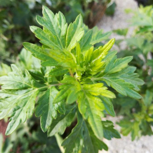 Photographie n°2260227 du taxon Artemisia vulgaris L. [1753]