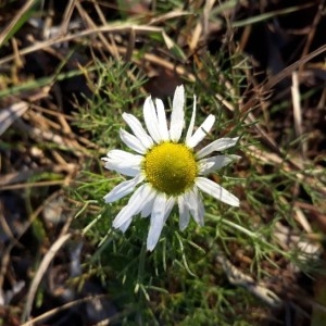 Photographie n°2260259 du taxon Matricaria chamomilla L. [1753]