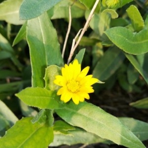 Photographie n°2260266 du taxon Calendula arvensis L. [1763]