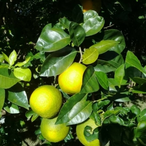  - Citrus maxima (Burm.) Merr.