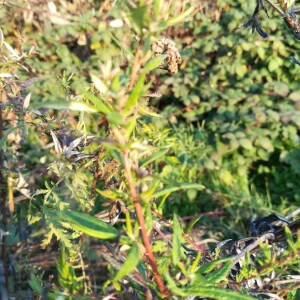 Photographie n°2260291 du taxon Artemisia vulgaris L. [1753]