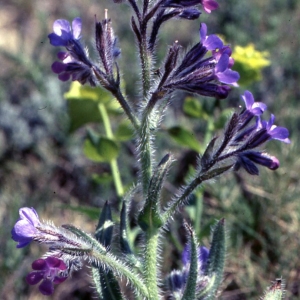 Photographie n°2260296 du taxon Anchusa italica Retz. [1779]