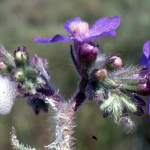 Photographie n°2260300 du taxon Anchusa italica Retz. [1779]