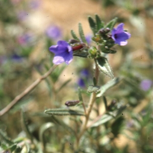 Photographie n°2260304 du taxon Anchusa italica Retz. [1779]