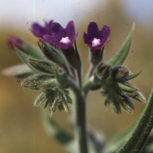 Photographie n°2260307 du taxon Anchusa italica Retz. [1779]