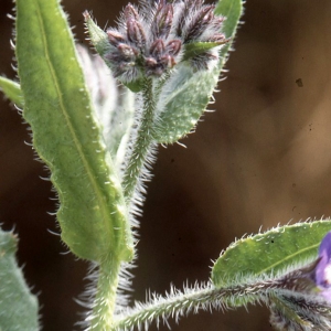 Photographie n°2260312 du taxon Anchusa italica Retz. [1779]