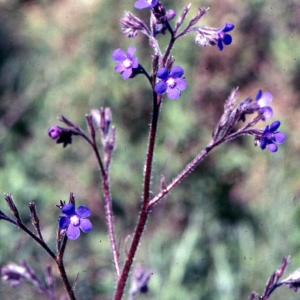 Photographie n°2260319 du taxon Anchusa italica Retz. [1779]