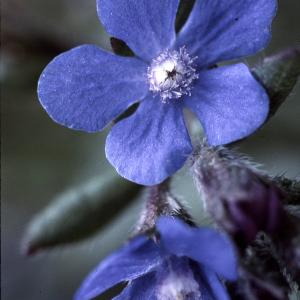 Photographie n°2260323 du taxon Anchusa italica Retz. [1779]