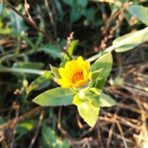 Photographie n°2260346 du taxon Calendula arvensis L. [1763]