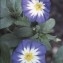  Liliane Roubaudi - Convolvulus tricolor L.