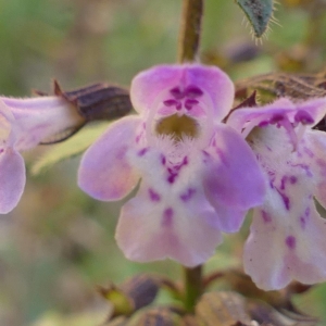 Photographie n°2260386 du taxon LAMIACEAE