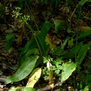 Photographie n°2260458 du taxon Allium ursinum L. [1753]