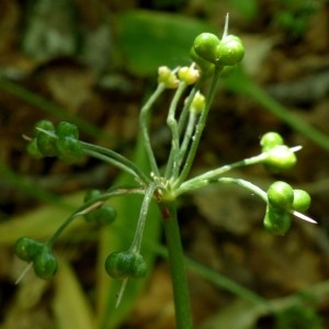 Photographie n°2260459 du taxon Allium ursinum L. [1753]