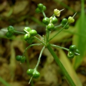 Photographie n°2260460 du taxon Allium ursinum L. [1753]