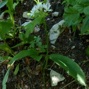 Photographie n°2260462 du taxon Allium ursinum L. [1753]