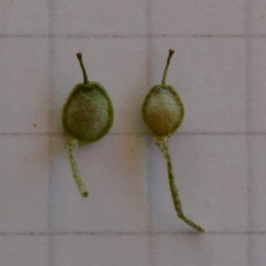 Photographie n°2260463 du taxon Alyssum montanum L. [1753]