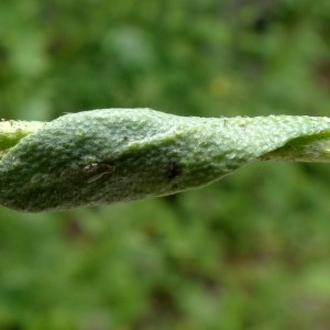 Photographie n°2260474 du taxon Alyssum montanum L. [1753]