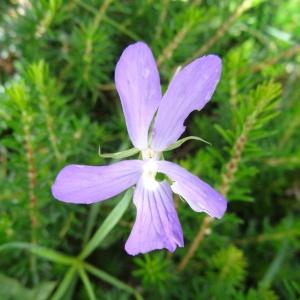 Photographie n°2260479 du taxon Viola cornuta L. [1763]