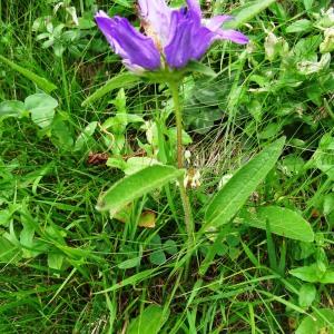 Photographie n°2260489 du taxon Campanula glomerata subsp. glomerata 