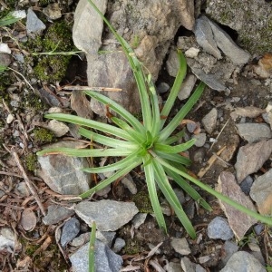 Photographie n°2260501 du taxon Armeria alpina Willd. [1809]