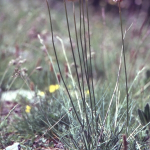 Photographie n°2260504 du taxon Armeria arenaria (Pers.) Schult. [1820]