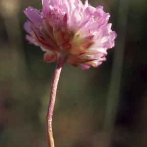 Photographie n°2260505 du taxon Armeria arenaria (Pers.) Schult. [1820]