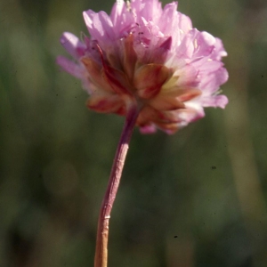 Photographie n°2260507 du taxon Armeria arenaria (Pers.) Schult. [1820]