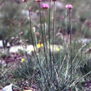 Photographie n°2260508 du taxon Armeria arenaria (Pers.) Schult. [1820]