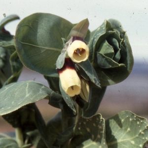 Cerinthe major subsp. gymnandra (Gasp.) Rouy (Cérinthe à étamines saillantes)