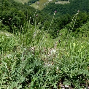 Photographie n°2260567 du taxon Cirsium tuberosum (L.) All. [1785]