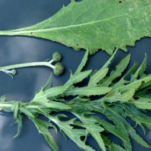 Photographie n°2260568 du taxon Cirsium tuberosum (L.) All. [1785]