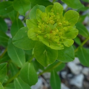 Photographie n°2260577 du taxon Euphorbia flavicoma subsp. verrucosa (Fiori) Pignatti [1973]