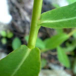Photographie n°2260578 du taxon Euphorbia flavicoma subsp. verrucosa (Fiori) Pignatti [1973]