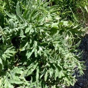 Photographie n°2260596 du taxon Cirsium tuberosum (L.) All. [1785]