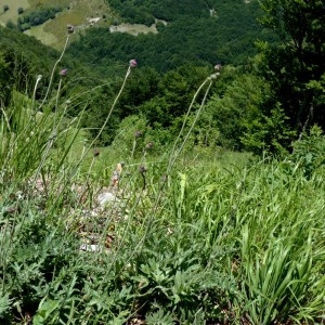 Photographie n°2260598 du taxon Cirsium tuberosum (L.) All. [1785]