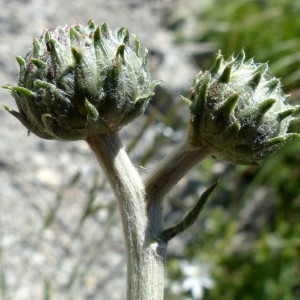 Photographie n°2260599 du taxon Cirsium tuberosum (L.) All. [1785]