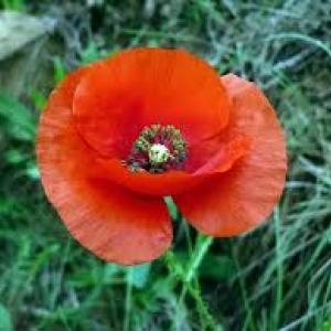 Photographie n°2260635 du taxon Papaver rhoeas L. [1753]