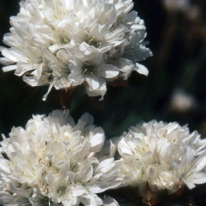 Armeria welwitschii Boiss.